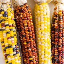 Sweetcorn Popcorn Fiesta 40 seeds Multi-Colored Kernels Easy Grow Variety By T&M