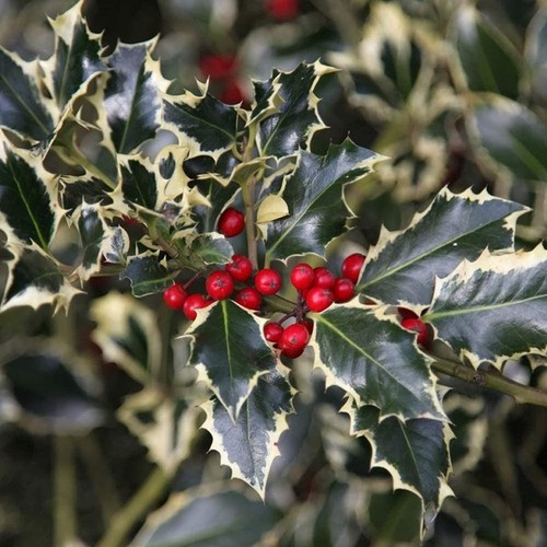 Ilex aquifolium argentea - ilex,