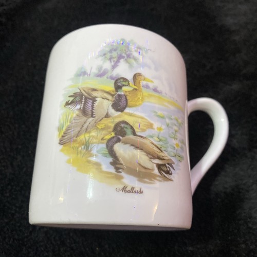 Small mallard duck english - mallard,