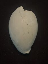 EXTINCT Fossilized COWRIE