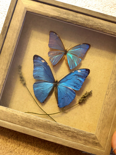 Framed mounted morpho - framed,