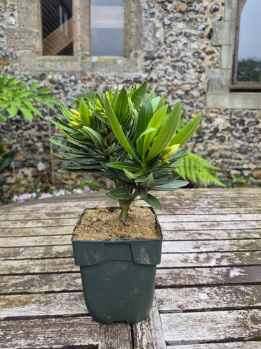 Nerium oleander white home