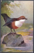 Dipper by Roland Green - R.S. Art Press bird postcard
