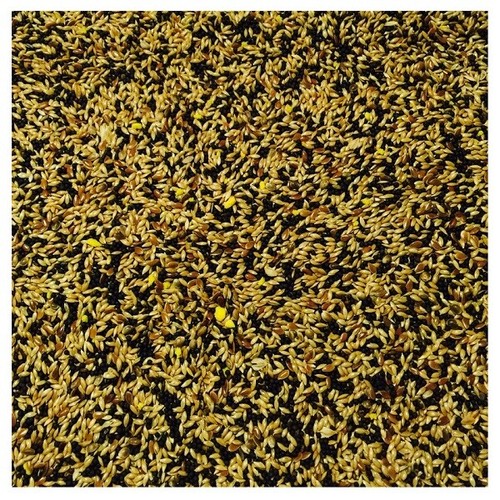 Bucktons mixed canary - mixed,