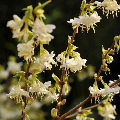 Cuttings lonicera winter - cuttings,