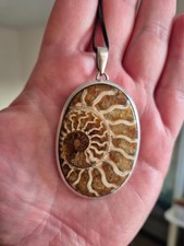 Large 30g Natural Ammonite