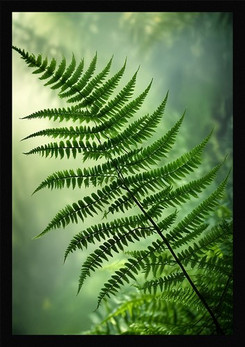 Fern fronds framed wall art - fern,