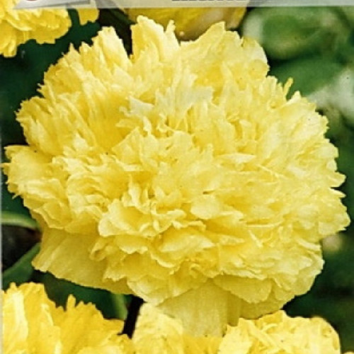 Giant poppy seeds brand new - brand,
