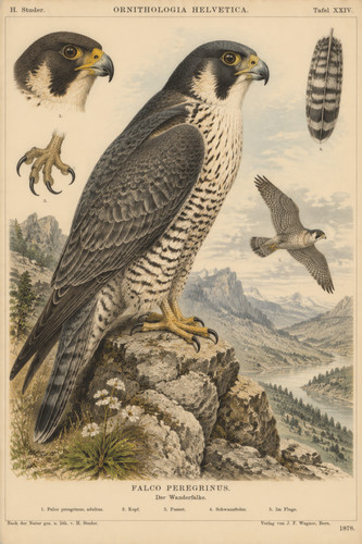 146 1878 peregrine falcon - 146.,