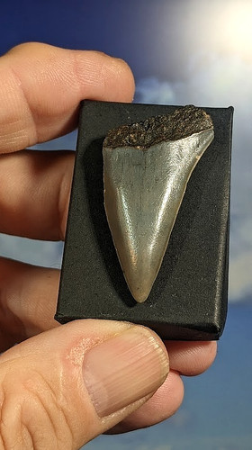Mako shark tooth carcharodon - shark, tooth.