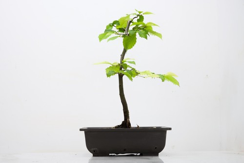 Bonsai hornbeam starter - hornbeam,