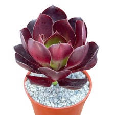 Aeonium 'Cornish Rose' - UK