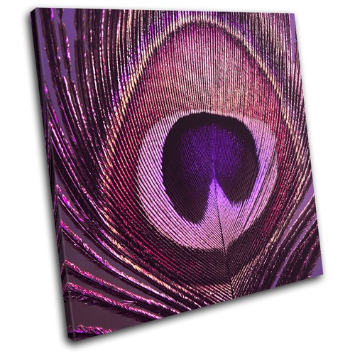 Peacock feathers purple pink - feathers,