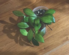 Hoya Noona Pink plant