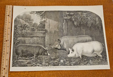 Harper's Weekly 1860 Sketch