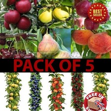 Pack of 5 Orchard Bundle Delicious Patio Self-fertile Pillar Fruit Tree Tall