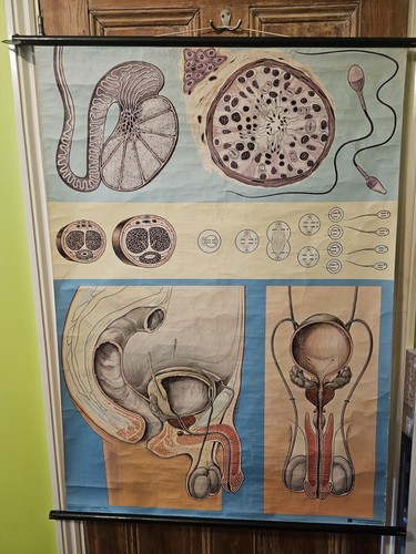 Vintage anatomical chart sex - anatomical,