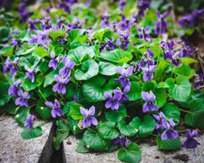 10 X WILD VIOLETS  - Viola