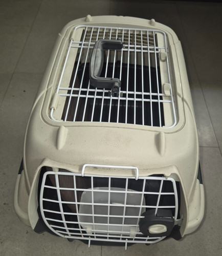 Cat rabbit small pet - cat,