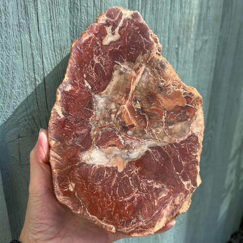 Petrified wood slab - petrified,