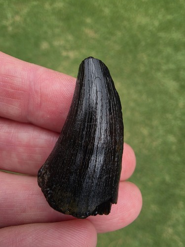 Huge tylosaurus rex tooth ozan - tooth,