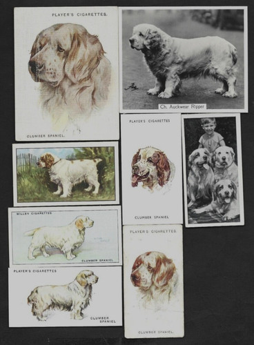 Different vintage clumber - 8,