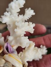 Coral natural sea specimen unique specimen dead sea fossil Coral