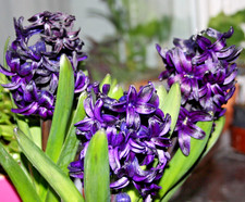 Gorgeous potted scented
