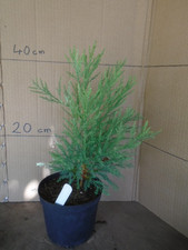 Sequoiadendron giganteum (giant redwood) in 1.5 ltr pot