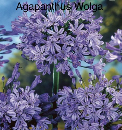 Sale agapanthus wolga l - “sale”,