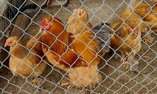 Blue Buff Columbia Brahma