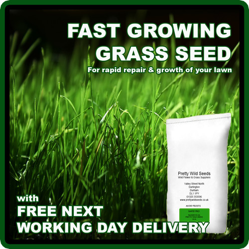 Fast growing rapid lawn grass - rapid,