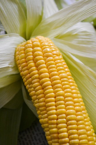 Sweet corn plug plants - plug, "grow