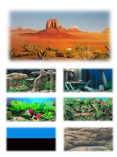 Aquarium fish tank - fish,