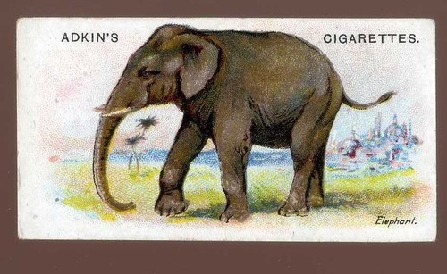 1923 adkin and son - adkin, wild