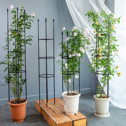 Climbing plants plant support - plants,