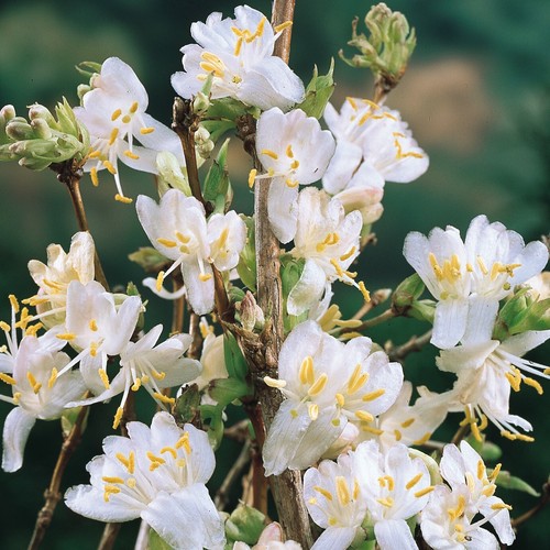 Lonicera winter beauty - winter, semi