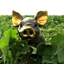 Elegant Pig Garden Ornament Statue bronze effect