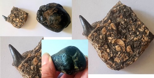 Unusually large cretaceous - unusually,