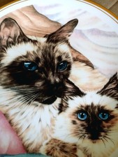 Royal Vale SIAMESE CAT &