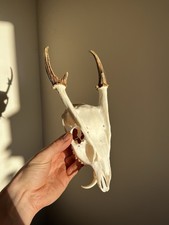 Muntjac Buck Deer Skull and Antlers Taxidermy Wall Decor