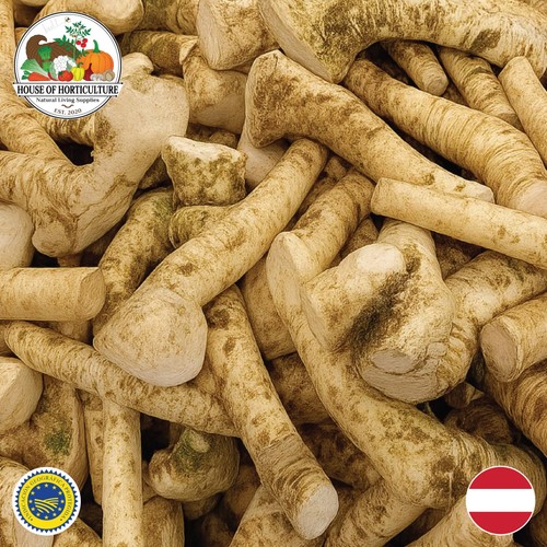Fresh styrian horseradish root - styrian,