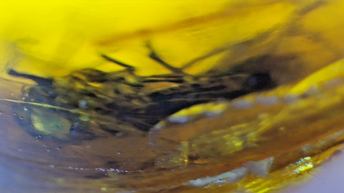 Exquisite dominican amber - dominican,