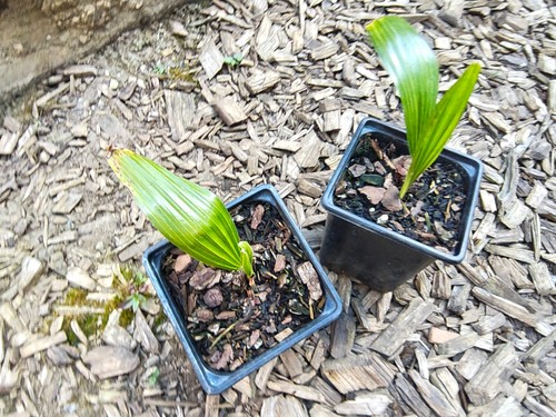 Trachycarpus latisectus