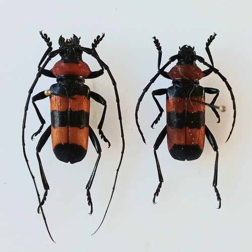 Paveia superba pair - superba, of