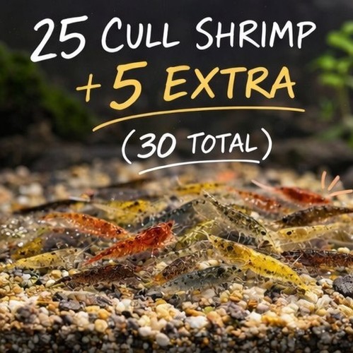 Extra cull neocaridina - 25+5,