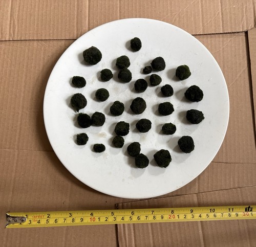Marimo moss balls sent as - moss,