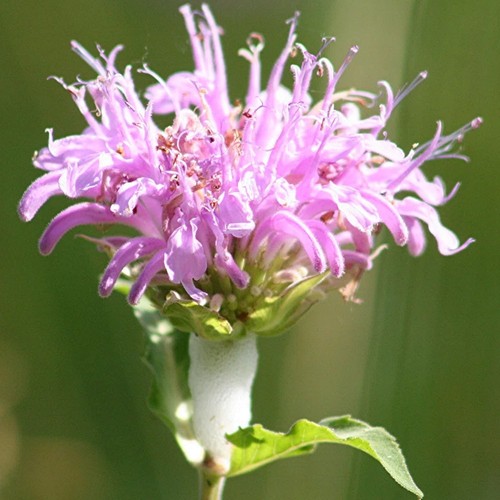 Monarda fistulosa bergamot - monarda,