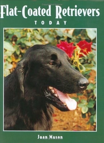 Flat coated retrievers today - flat-coated,