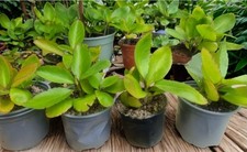 Potted Miracle Leaf, Bryophyllum Pinnatum, Air Plant. Life Plants In 8cm Pots.